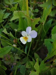 Viola × contempta