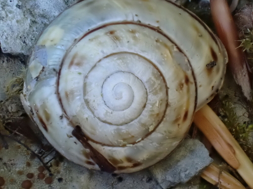 Helix sylvatica, 2026-09-12