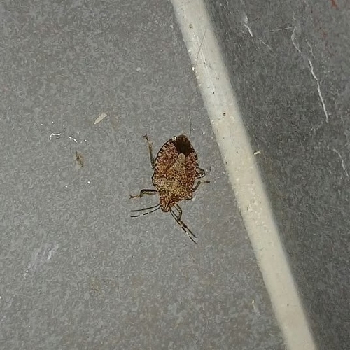Brown Marmorated Stink Bug
