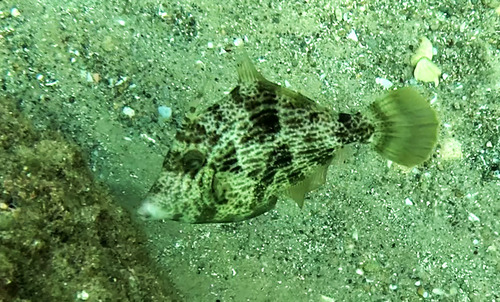 Stephanolepis diaspros observed 2026-10-13