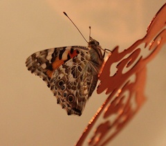 Vanessa cardui