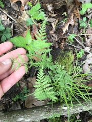 Cystopteris tennesseensis
