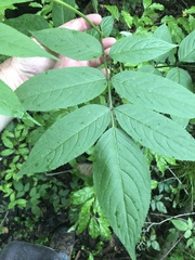 Sambucus canadensis