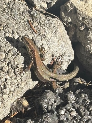 Common Wall Lizard