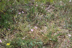 Pastinaca