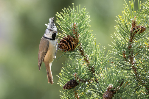 Crested Tit