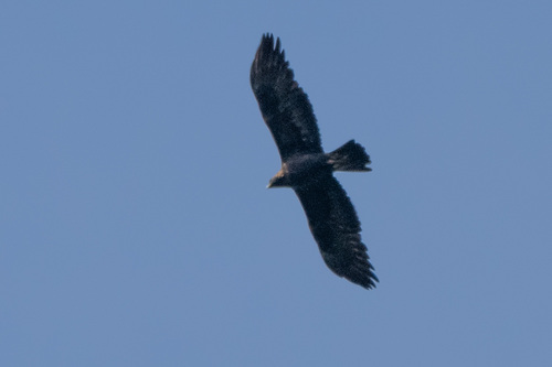 Golden Eagle
