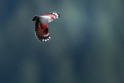 European Wallcreeper