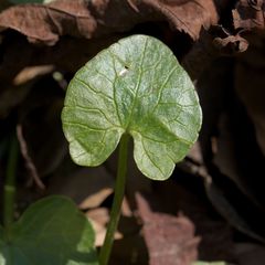 Viola × bavarica