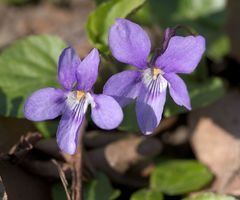 Viola × bavarica