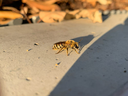 Ivy Cellophane Bee