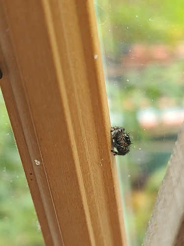 Bold Jumping Spider
