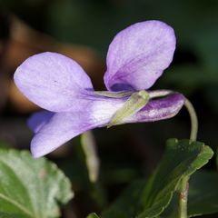 Viola × bavarica