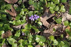 Viola × bavarica
