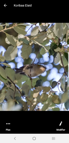 Common Firecrest