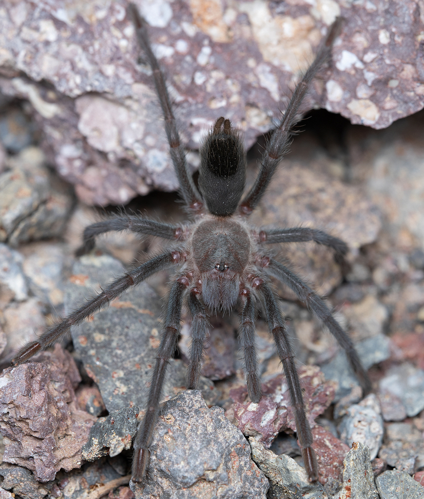 Cahuilla Ebony Tarantula