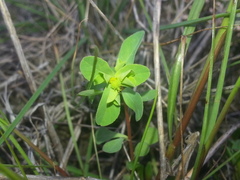 Euphorbia spathulata