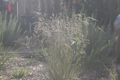 Deschampsia