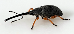 Rhopalapion longirostre
