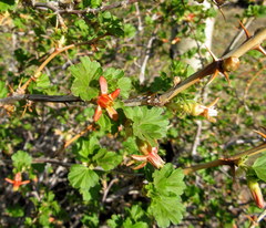 Ribes pinetorum