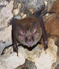 Macrotus waterhousii