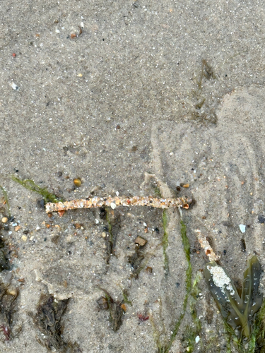 Lanice conchilega observed 2026-10-14