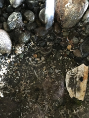 Peronedys anguillaris