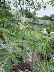 Moringa oleifera