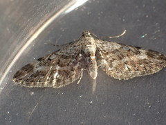 Eupithecia nanata