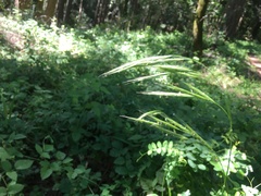 Bromus laevipes