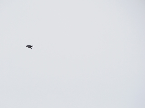 Apus affinis observed 2026-10-14