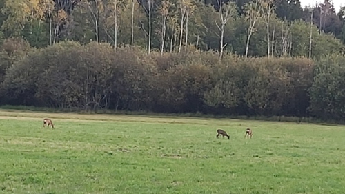 Western Roe Deer