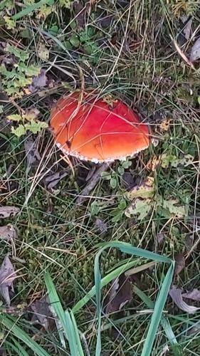 Fly Agaric