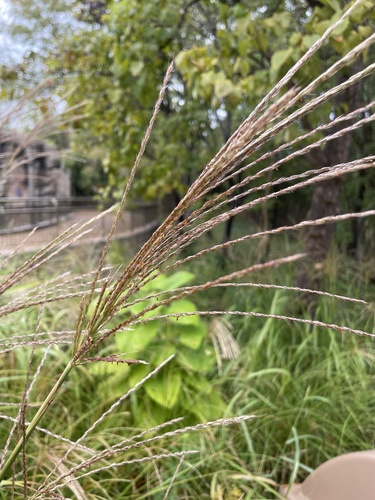 Chinese silver grass