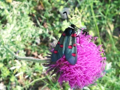 Zygaena lavandulae