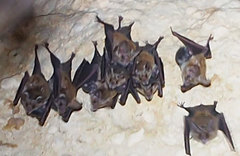 Macrotus waterhousii