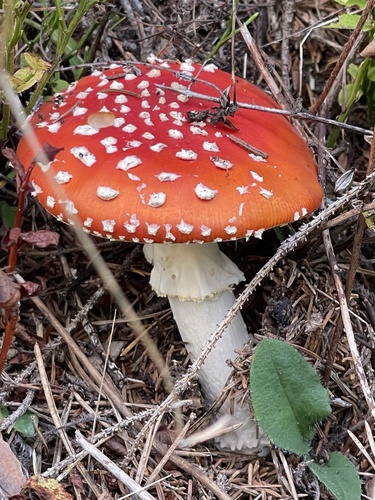 Fly Agaric
