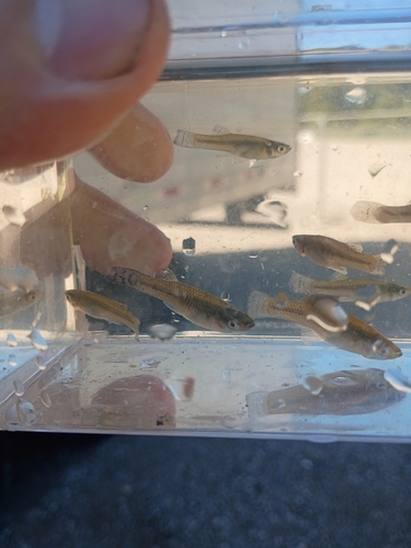 Eastern Mosquitofish