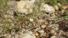 Sabulina tenuifolia