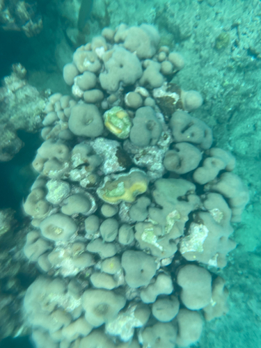 Orbicella annularis observed 2026-10-14