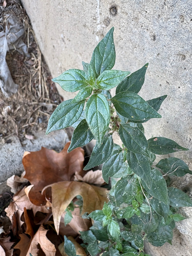 pellitory-of-the-wall