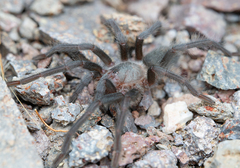 Aphonopelma xwalxwal