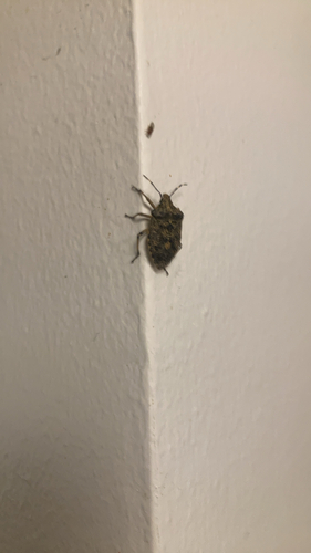 Mottled Stink Bug