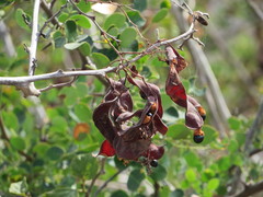 Pithecellobium excelsum