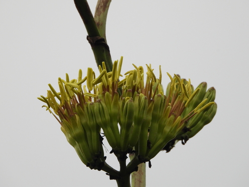 Agave salmiana, 2026-10-09