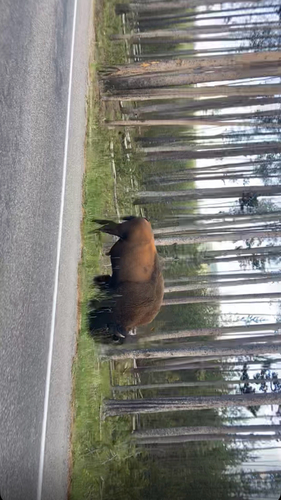 Bison photographed at Grand Loop Rd, Yellowstone National Park, WY, US