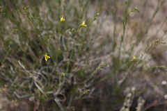 Menodora scabra glabrescens