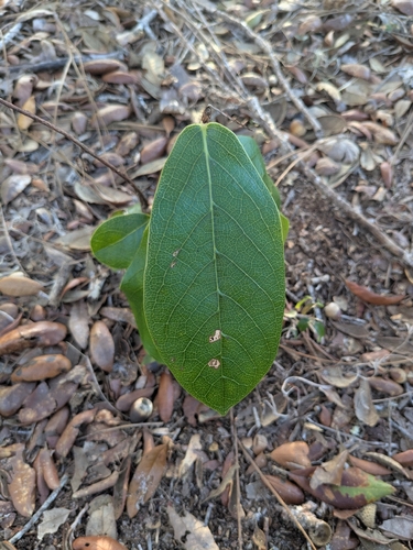Flag-pawpaw