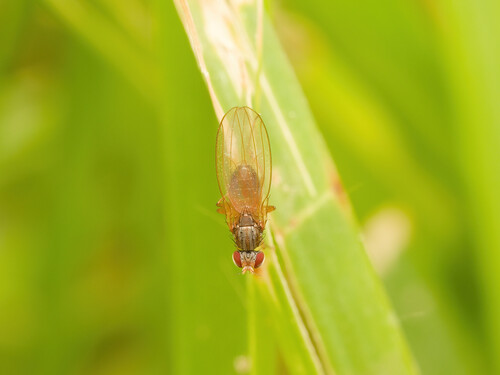 Scaptomyza pallida observed 2026-10-13
