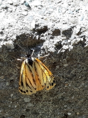 Setina aurita
